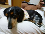 101431_1268582148_135large.jpg